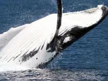 Whale Watch with Brisbane Transfers Whale Watch with Brisbane Transfers