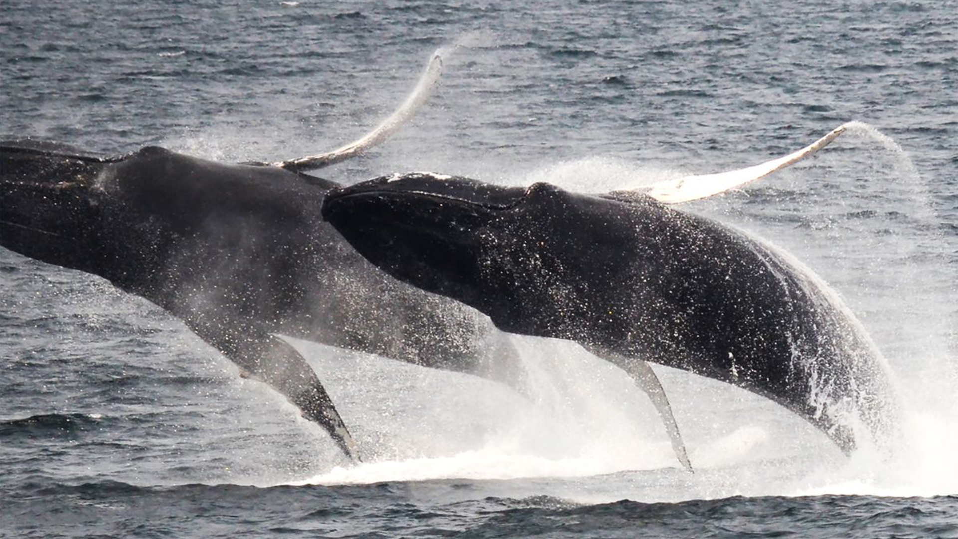 New England Aquarium Whale Watch Cruise | AttractionTickets.com