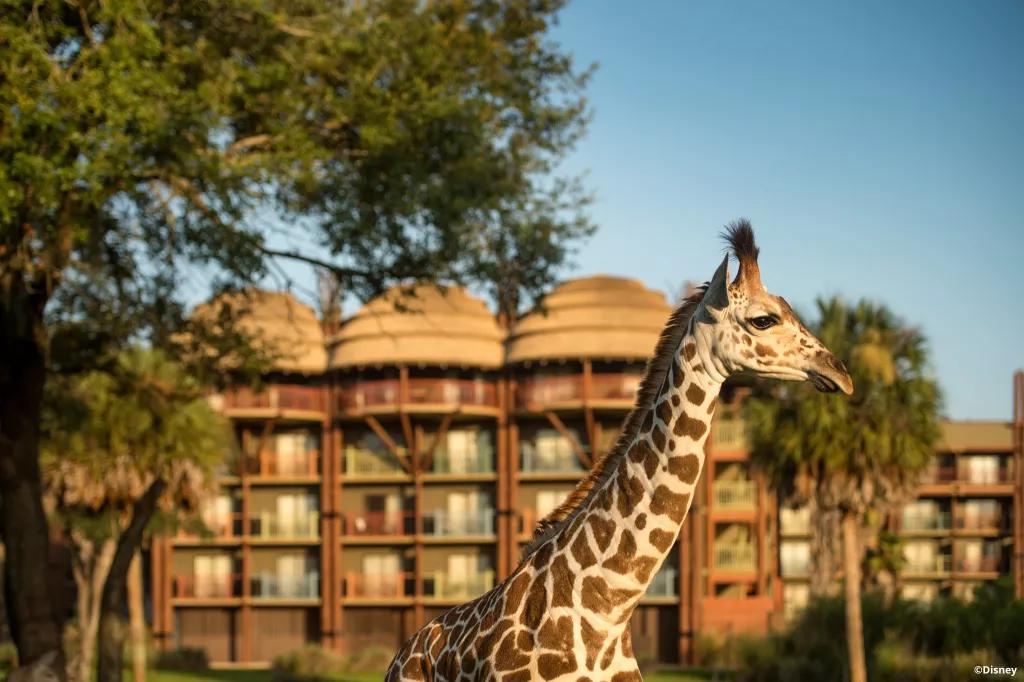 Which Walt Disney World Resort Hotel is Right For You ...