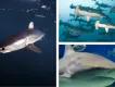 Sharks of Florida Sharks of Florida