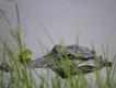 Gators at Lake Apopka An alligator head emerging from lake water behind some reeds
