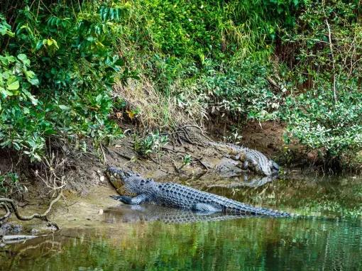 Mossman Gorge, Daintree and Wildlife Tour from Port Douglas 