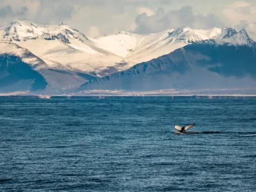 mountains-and-whale-tail-out-of-water