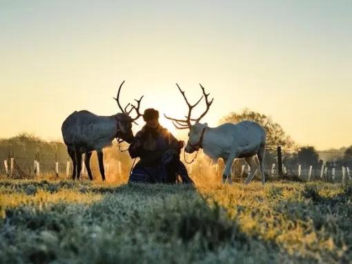 reindeer-in-field-at-sunrise