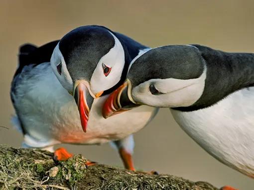 Two Puffins