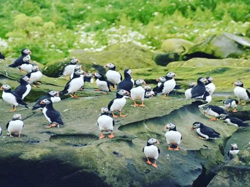 Puffins