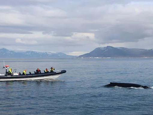 Whale near boat