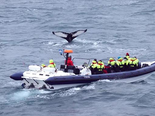 Whale near boat