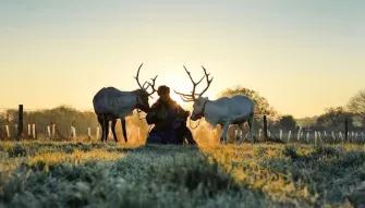 reindeer-in-field-at-sunrise